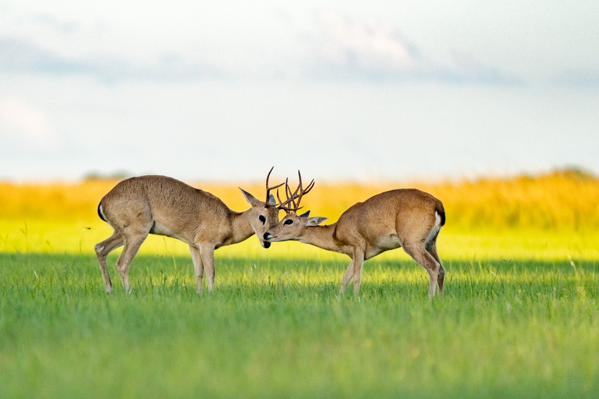 Venados de las pampas en Isla San Alonso, Parque Iberá.