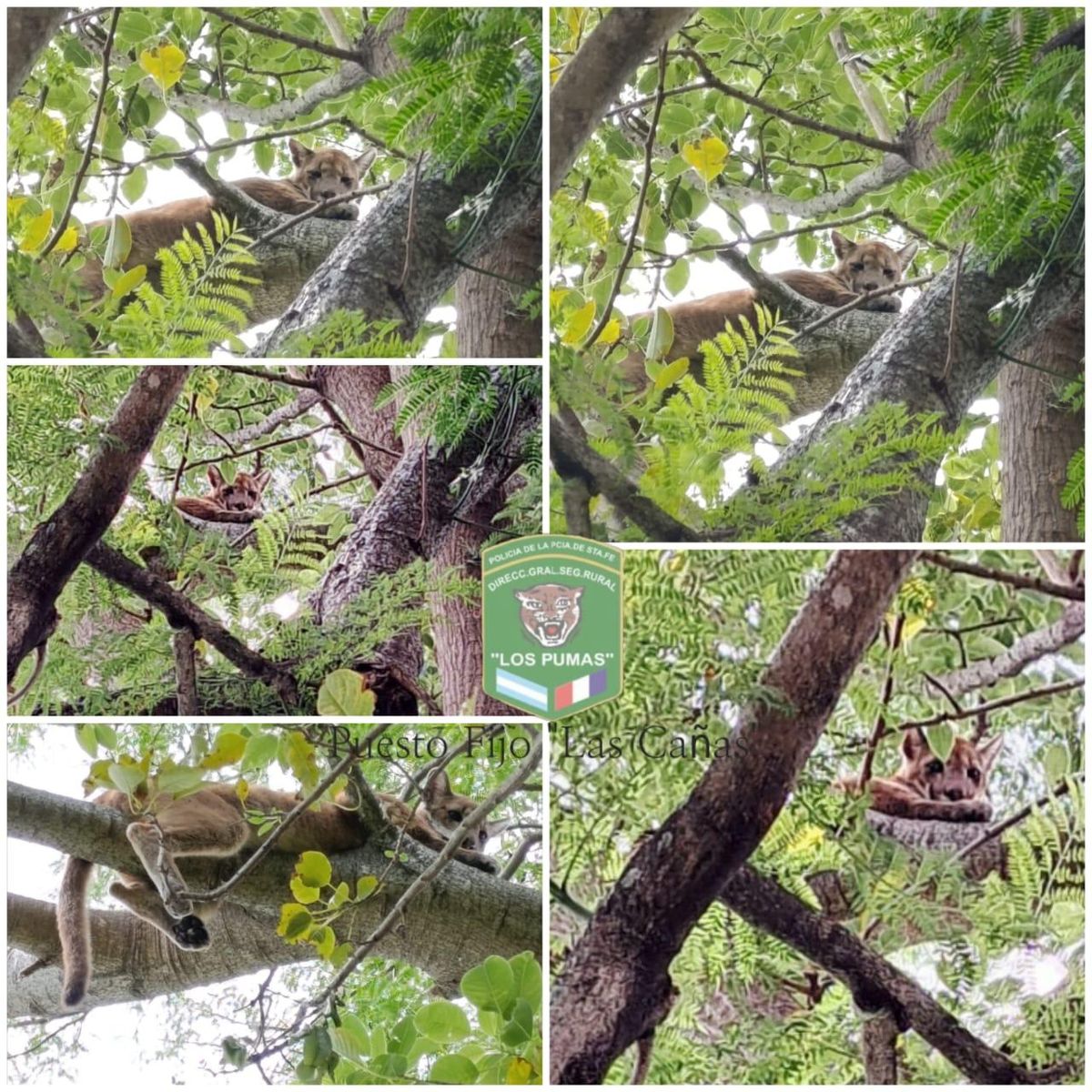  Ambos pumas fueron avistados cerca de la zona de la costa de Cayastá, por lo que se presume que vienen de la zona de islas. Foto: Guardia Rural Los Pumas.