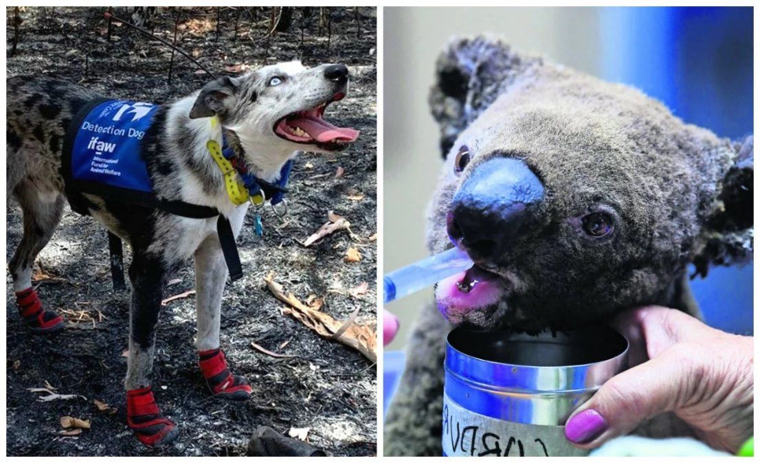 VIDEO: La historia de Oso, el perro que salva koalas del fuego en Australia