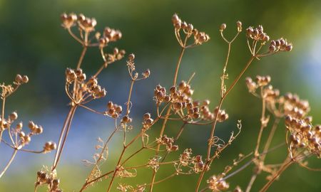 coriandro: el cultivo que gana lugar frente al trigo y mejora margenes en el invierno coriandro: el cultivo que gana lugar frente al trigo y mejora margenes en el invierno