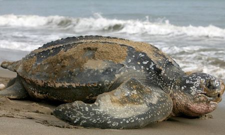 Esta variedad de tortuga es una especie catalogada como vulnerable y en peligro crítico de desaparecer en el Pacífico oriental. Esta variedad de tortuga es una especie catalogada como vulnerable y en peligro crítico de desaparecer en el Pacífico oriental.