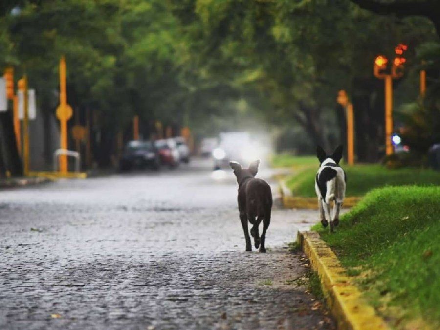 Pelea entre perros en la calle terminó a trompadas entre sus dueños: tres detenidos y un tabique fracturado