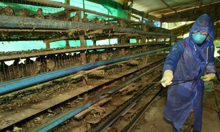 Desinfección de una granja de codornices en la provincia de Suphan Buri de Tailandia - 2004 Desinfección de una granja de codornices en la provincia de Suphan Buri de Tailandia - 2004