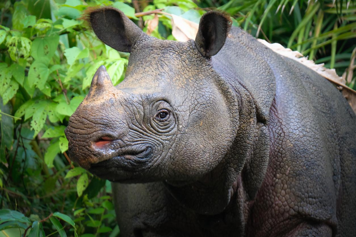Los rinocerontes de Java están en peligro de extinción. 