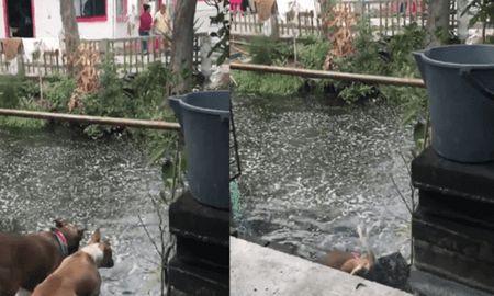 Peces de México Peces de México
