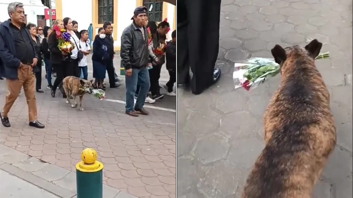 El conmovedor video del animal generó emoción en los usuarios de TikTok. (@mayrakabas) El conmovedor video del animal generó emoción en los usuarios de TikTok. (@mayrakabas)