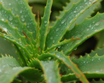 Qué significa tener una planta de aloe vera en casa, según el Feng Shui. Qué significa tener una planta de aloe vera en casa, según el Feng Shui.
