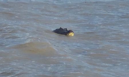 El balneario cerró a las 20, como es habitual, y los veraneantes se retiraron mientras el yacaré permanecía en el agua. El balneario cerró a las 20, como es habitual, y los veraneantes se retiraron mientras el yacaré permanecía en el agua.