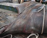video viral: capturan un raro y monstruoso pez de 900 kilos en la india video viral: capturan un raro y monstruoso pez de 900 kilos en la india