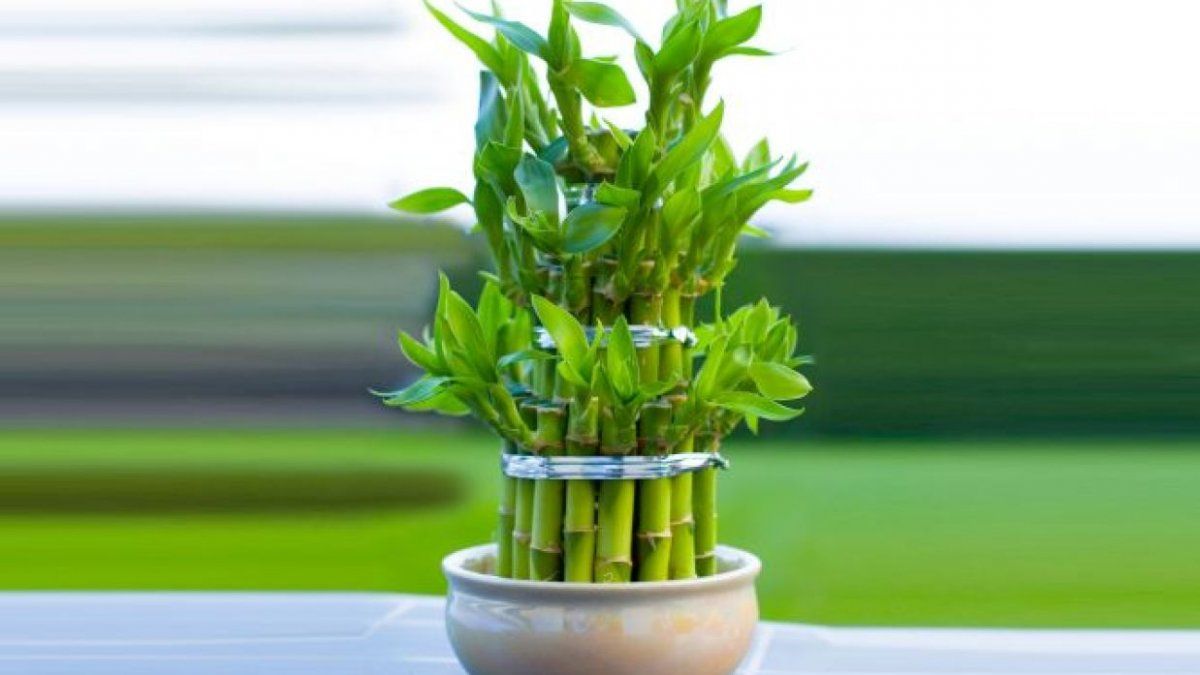 El bambú de la suerte. El bambú de la suerte.