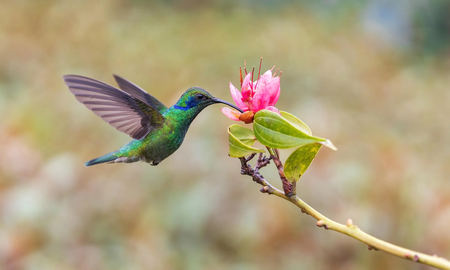 Flores que despiertan el interés de los colibríes Flores que despiertan el interés de los colibríes