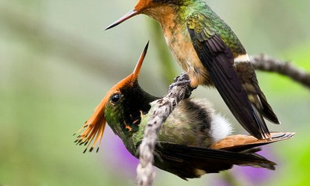 Cómo se reproduce el colibrí Cómo se reproduce el colibrí