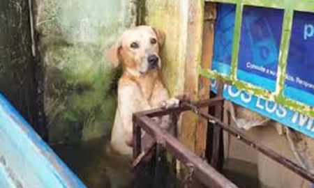 Rescatan a un perro de ahogarse en inundación. Rescatan a un perro de ahogarse en inundación.
