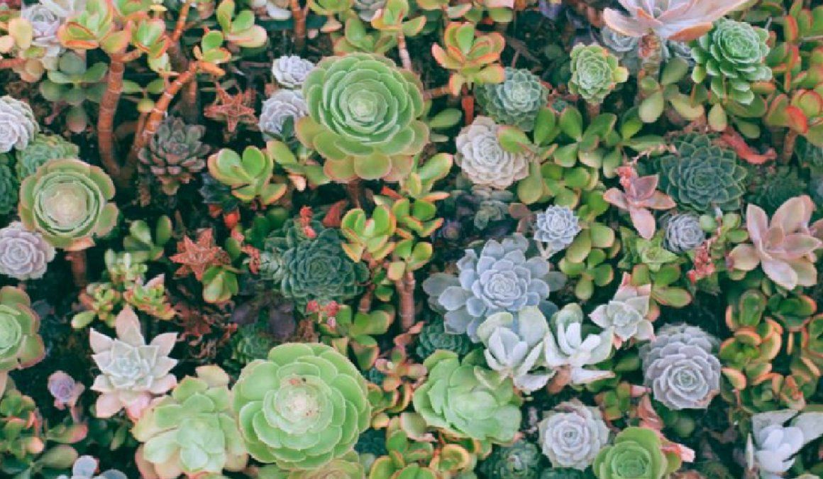 Las suculentas son ideales &nbsp;ya que son fáciles de mantener y de cuidar