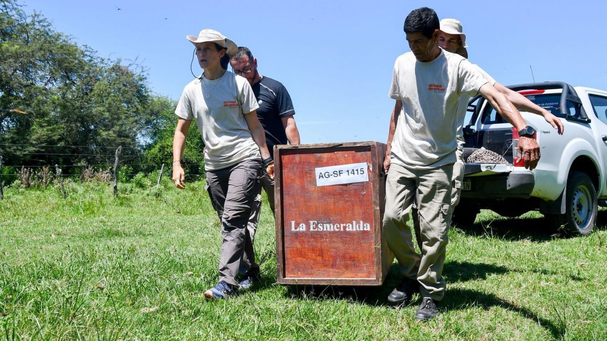 El ejemplar había sido rescatado en grave estado en el departamento San Cristóbal. El ejemplar había sido rescatado en grave estado en el departamento San Cristóbal.