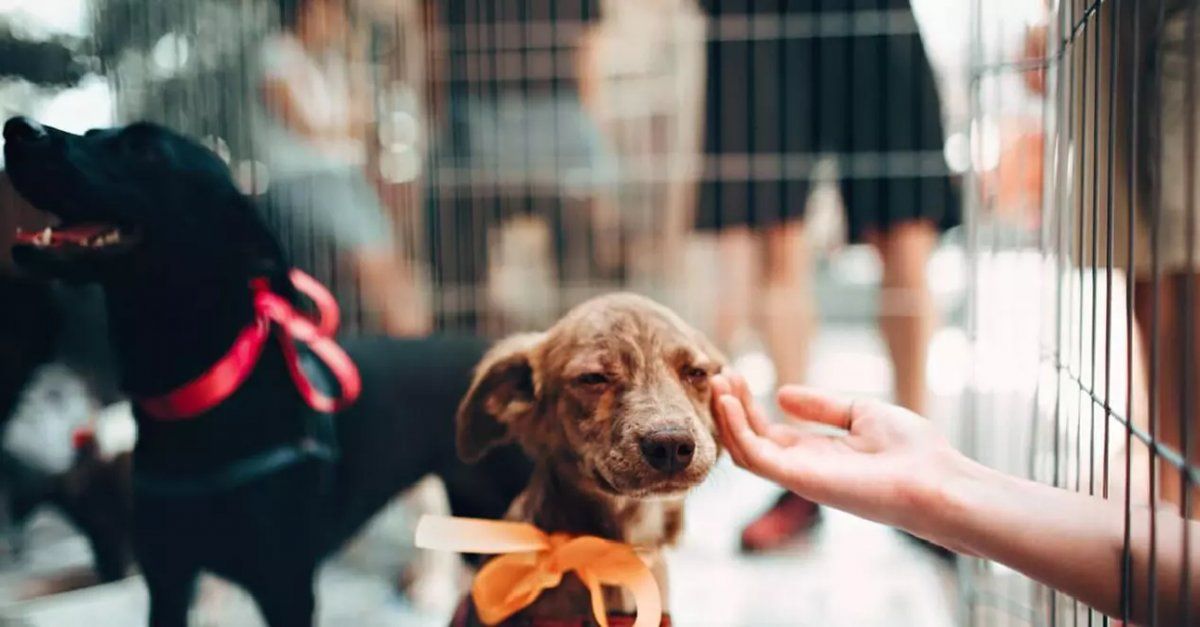 Puppis ha trabajado para concientizar y seguir apostando a encontrar mecanismos más ágiles para el proceso de adopción.