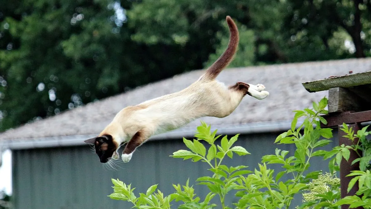 La edad y el peso de los gatos pueden contribuir a que no caigan de pie. La edad y el peso de los gatos pueden contribuir a que no caigan de pie.