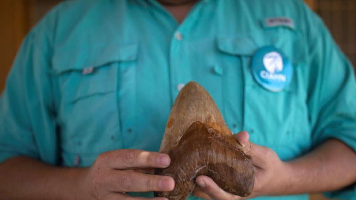 Entre los caminos habilitados en el despejado y ventoso lugar se pueden observar algunos restos y f&oacute;siles de hallazgos de extintas aves y otros ejemplares.