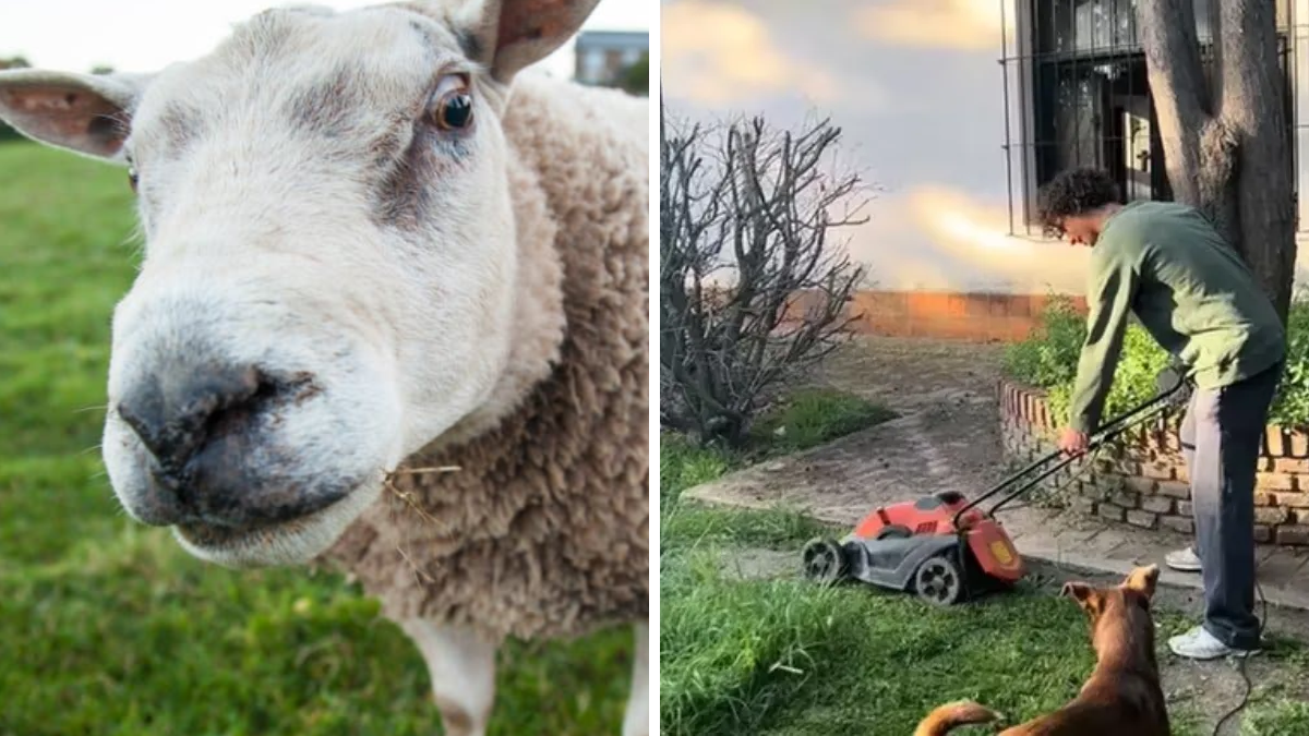 Un tiktoker compartió la llamativa idea que tuvo su hermano para no cortar el pasto.