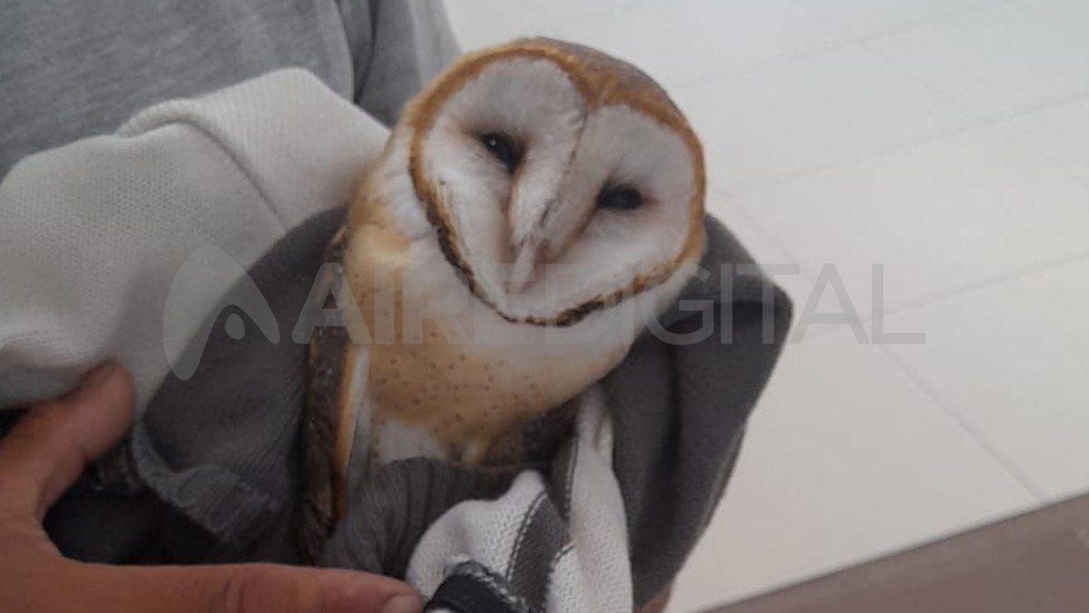 Desde la Municipalidad confirmaron el fallecimiento del ave que estaba deshidratada y totalmente debilitada.