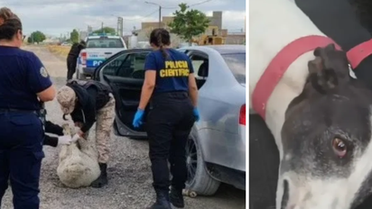 Iban en un Vento de alta gama, los frenó la Policía y descubrieron animales 