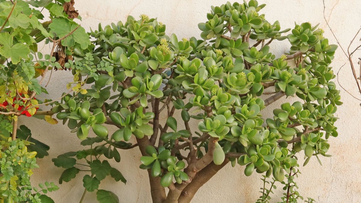 La poda de las ramas superiores estimula a la planta a concentrar su energ&iacute;a en el engrosamiento del tallo principal y las ra&iacute;ces de la planta.