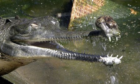 Imagen ilustrativa / Un gavial del Ganges Imagen ilustrativa / Un gavial del Ganges