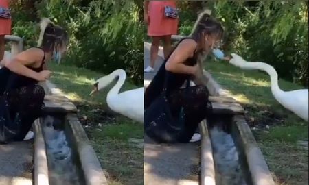 Cisne le pone correctamente el tapabocas a una mujer. Cisne le pone correctamente el tapabocas a una mujer.