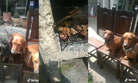 Un santafesino le festejó el cumpleaños a su perrita con un asado en familia Un santafesino le festejó el cumpleaños a su perrita con un asado en familia