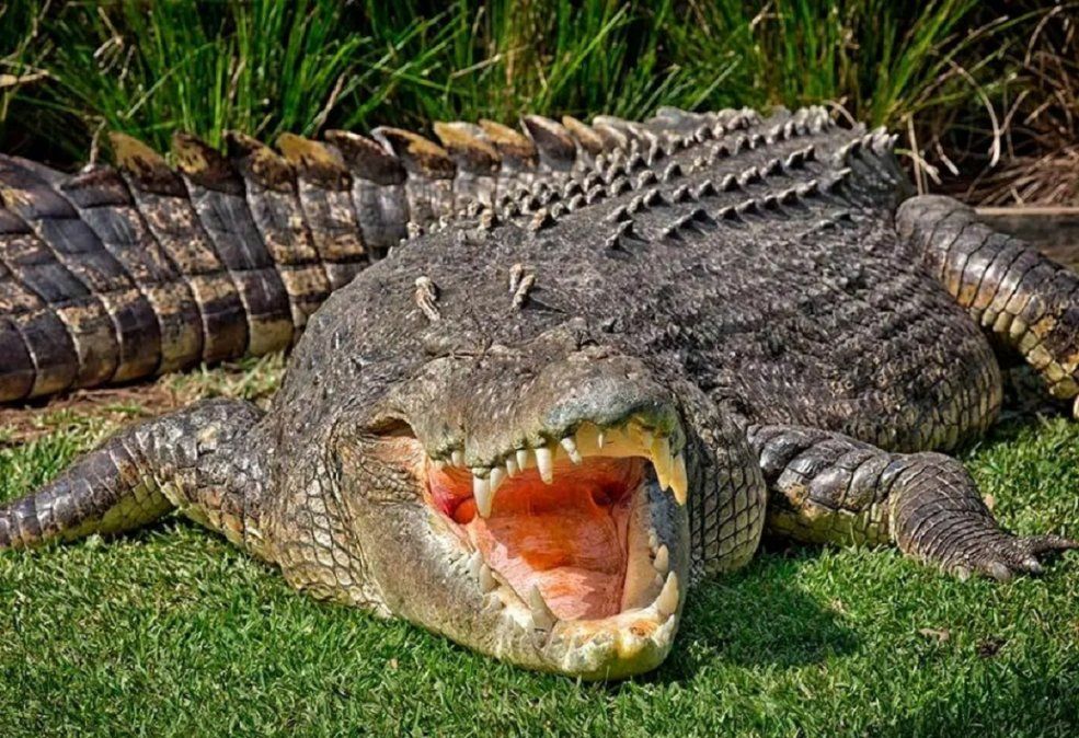 Video viral: un cocodrilo atacó a una empleada del zoológico y un papá la salvó.