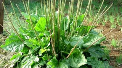 Llantén: la planta silvestre que calma la tos, cura heridas y crece en cualquier rincón