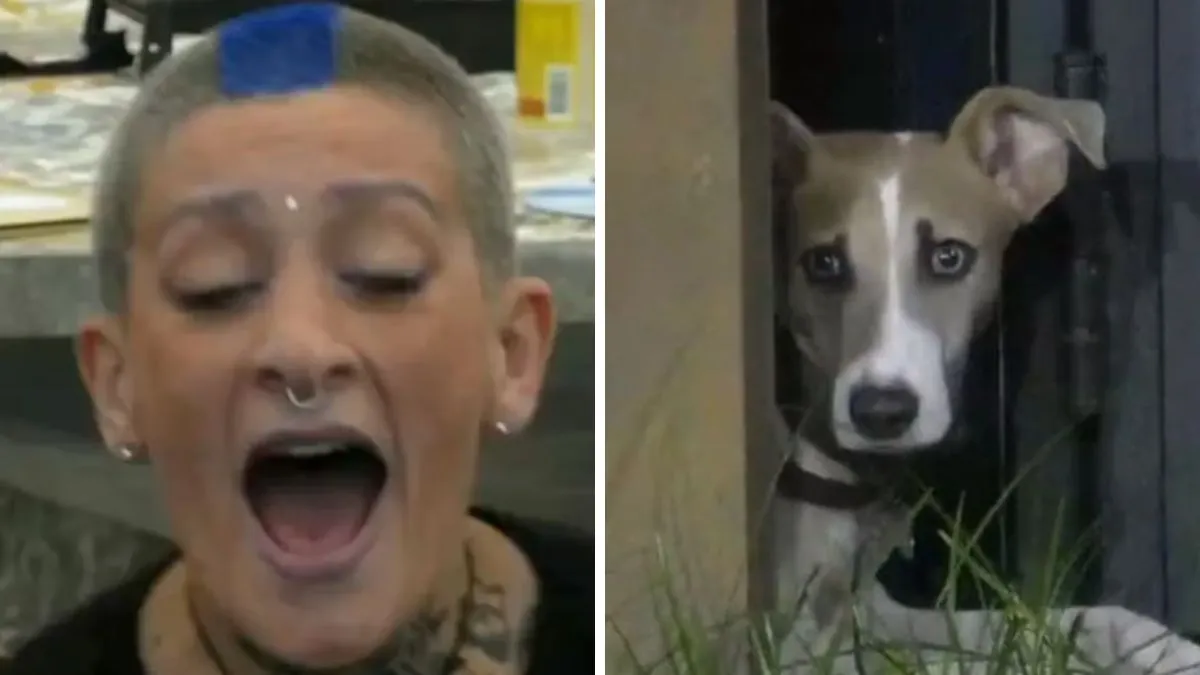 Las agresiones de Furia perturbaron a Arturo, el perrito de Gran Hermano. Las agresiones de Furia perturbaron a Arturo, el perrito de Gran Hermano.