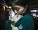 ¿por que el estallido del coronavirus afecta a las mascotas? ¿por que el estallido del coronavirus afecta a las mascotas?