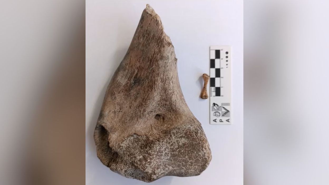 Miembro anterior de una tortuga gigante de tierra hallada en el río Salado hace algunos años, que está siendo investigado en la actualidad. Miembro anterior de una tortuga gigante de tierra hallada en el río Salado hace algunos años, que está siendo investigado en la actualidad.