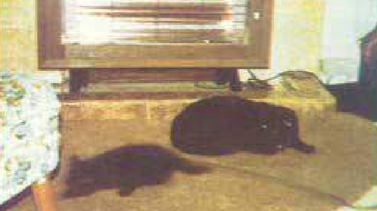 La famosa fotografía de Alfred Hollidge sobre la presencia fantasmal de otra mascota. 