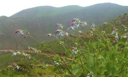 Científicos descubrieron una nueva planta en la cordillera de los Andes y la bautizaron como Salvia messii en homenaje al capitán de la Selección Argentina. Científicos descubrieron una nueva planta en la cordillera de los Andes y la bautizaron como Salvia messii en homenaje al capitán de la Selección Argentina.