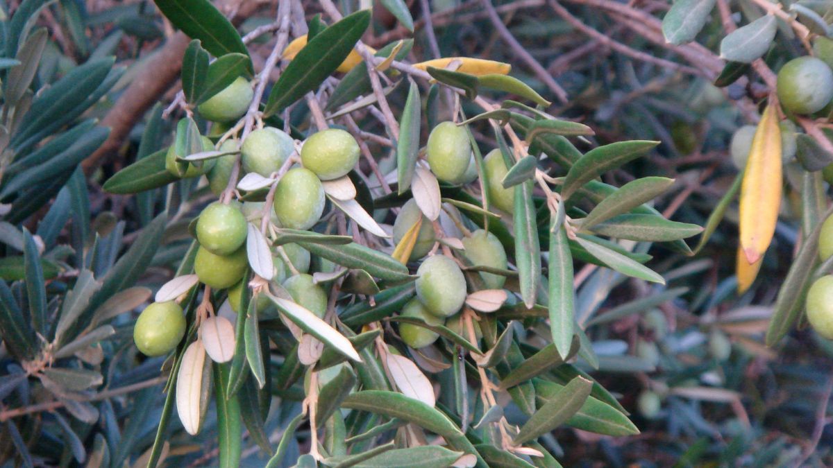 Sus hojas verde grisáceas aportan un contraste particular y la especie se adapta al cultivo en recipientes con buen drenaje. Sus hojas verde grisáceas aportan un contraste particular y la especie se adapta al cultivo en recipientes con buen drenaje.