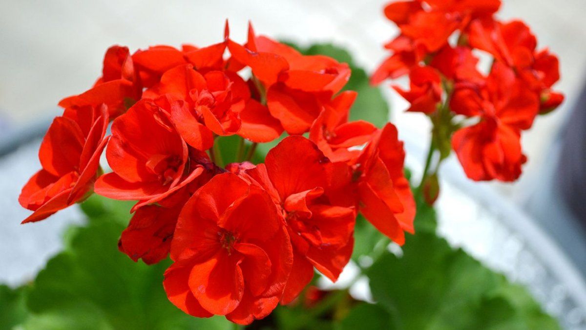 Son muy coloridas y brindan frescura.