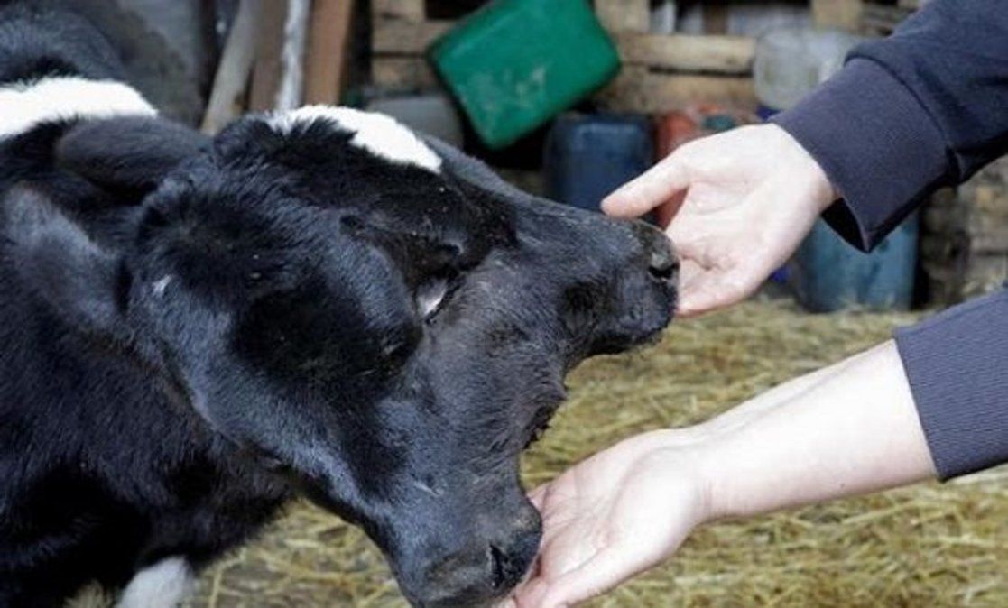 Nació un ternero con dos cabezas y su historia se volvió viral en todo el mundo.