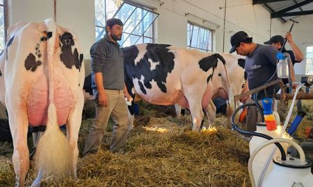 concurso de vacas lecheras: asi arranco la puja por el titulo en la expo rural de rafaela