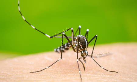 El dengue no da tregua: crecen los casos fatales y los contagios El dengue no da tregua: crecen los casos fatales y los contagios