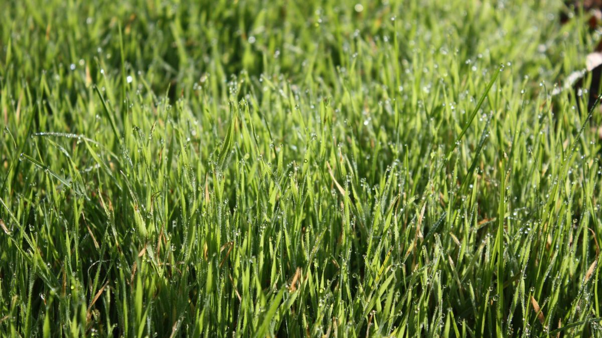 El calor extremo puede dañar el pasto. El calor extremo puede dañar el pasto.
