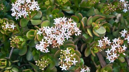 Cómo hacer para que el árbol de jade florezca y qué significa