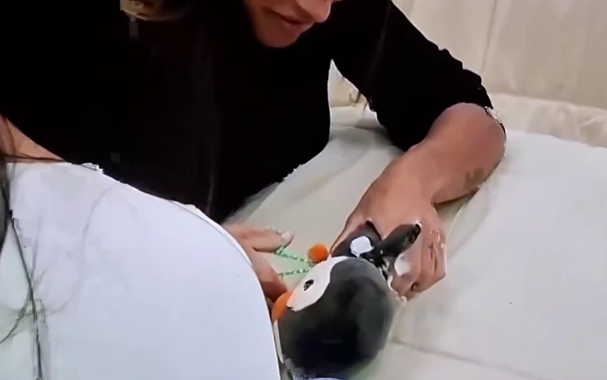 Catalina destruyó el pingüino de peluche de Tato. Catalina destruyó el pingüino de peluche de Tato.