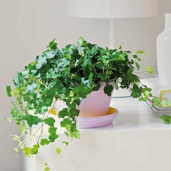 Ideal para interior o exterior.