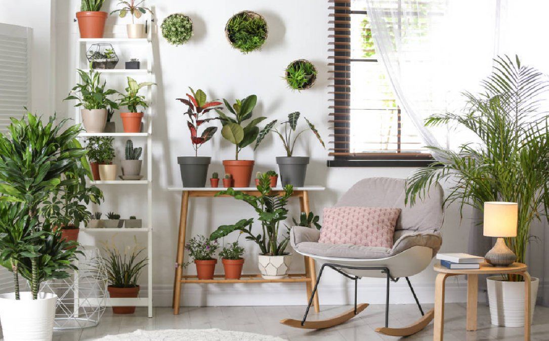 Plantas negativas que no deberías tener dentro de casa