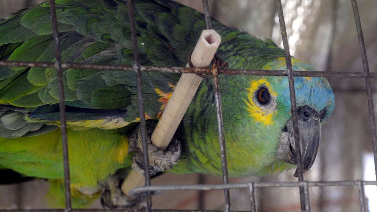 La OMS advierte que el deterioro ambiental contribuye a aumentar las enfermedades transmitidas por los animales.