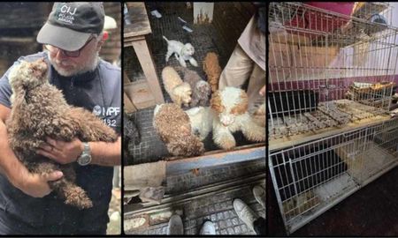 Los 14 caniches rescatados del criadero ilegal en Flores fueron trasladados a una ONG para recibir atención veterinaria. Los 14 caniches rescatados del criadero ilegal en Flores fueron trasladados a una ONG para recibir atención veterinaria.