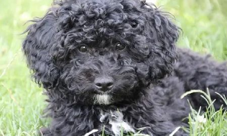 Estaba triste, se le acercó un caniche y un detalle increíble la sorprendió: Es un mensaje divino Estaba triste, se le acercó un caniche y un detalle increíble la sorprendió: Es un mensaje divino