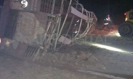 Uno de los animales que era trasladado en el camión murió y el resto se dispersó sobre la calzada y alrededores. Uno de los animales que era trasladado en el camión murió y el resto se dispersó sobre la calzada y alrededores.